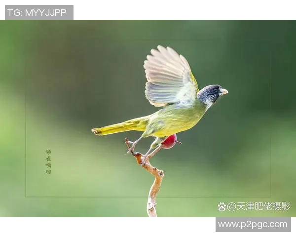 足球球星鸟类命名揭秘：他们与大自然的特殊联系与象征意义